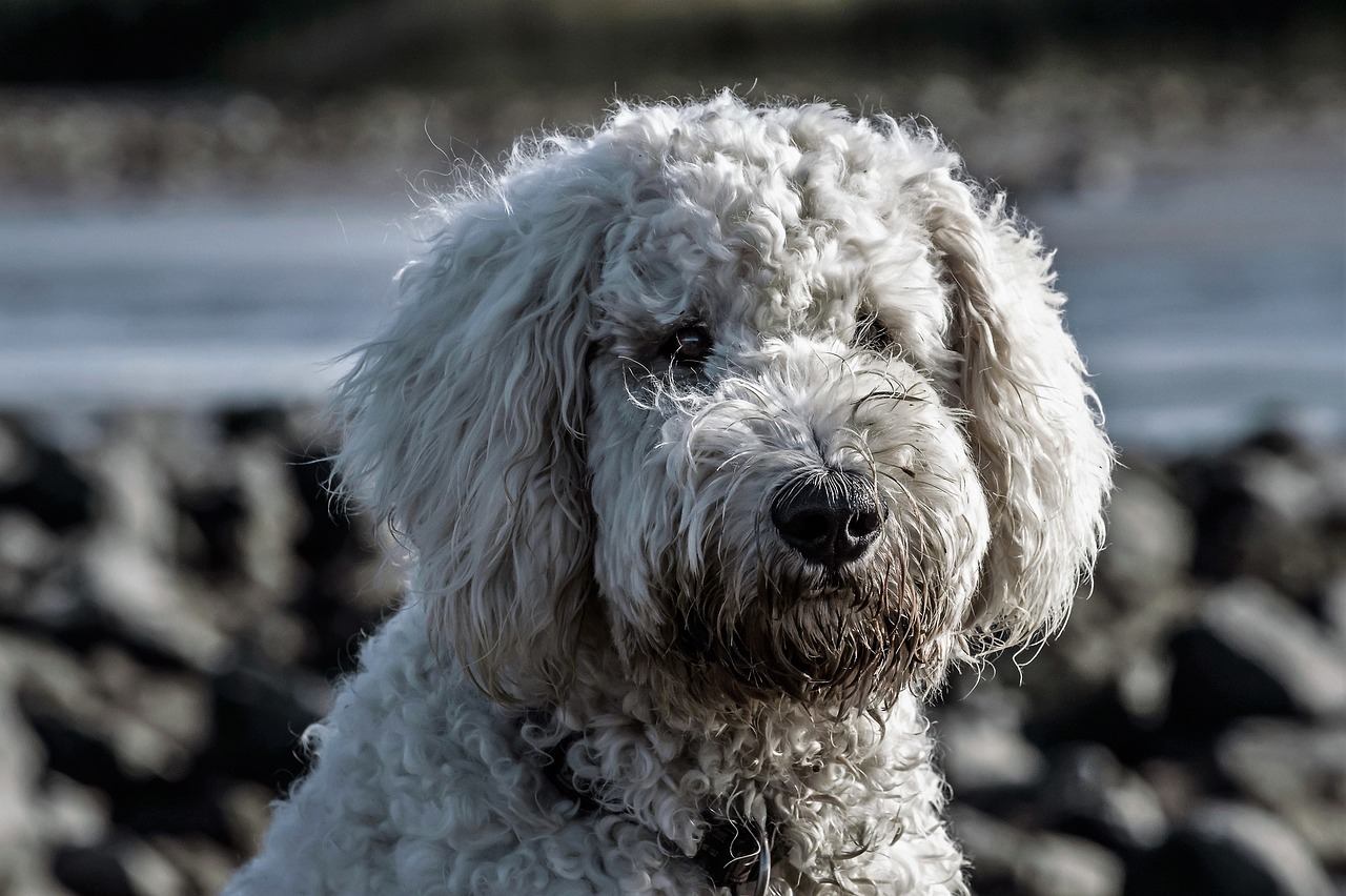 Why Goldendoodles Are So Popular